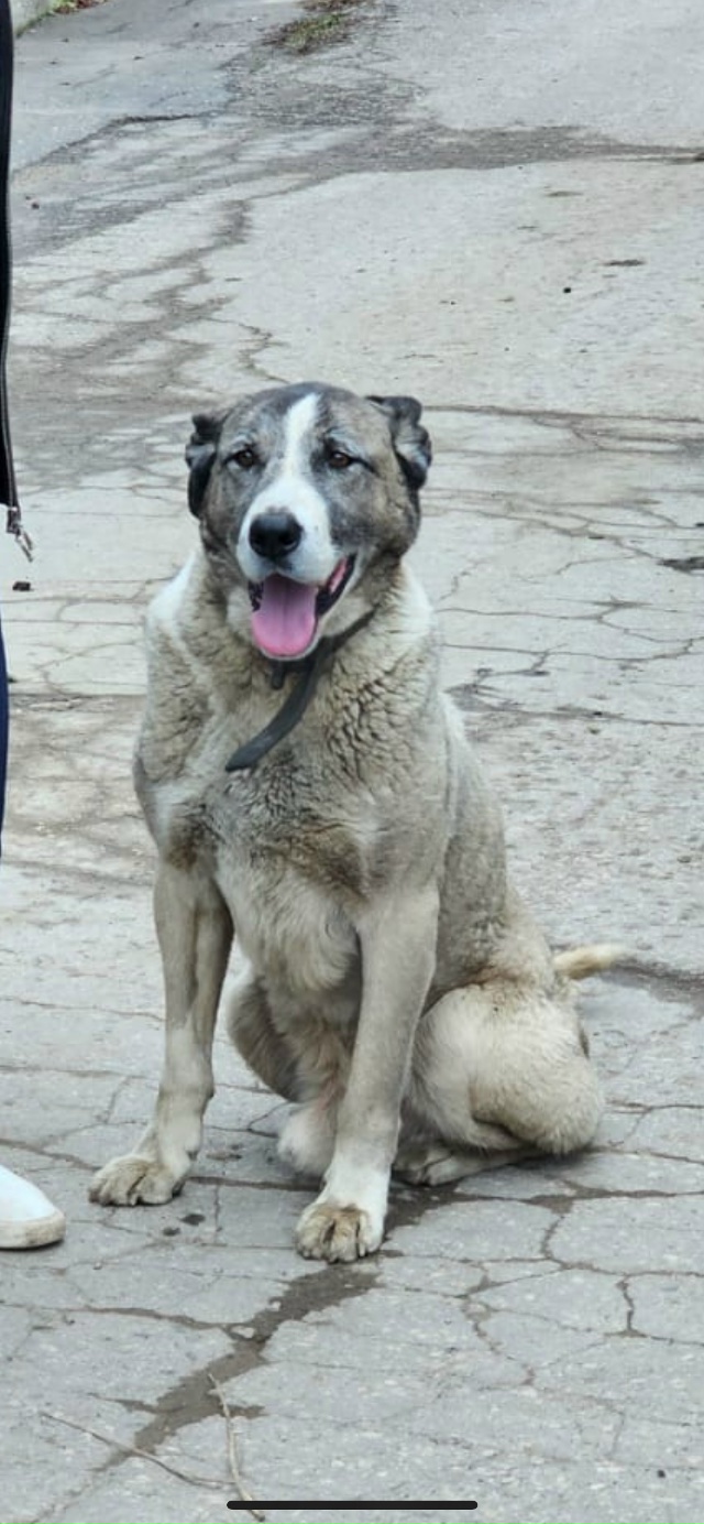 Найдена собака с ошейником, мясново, видно домашний пе?...