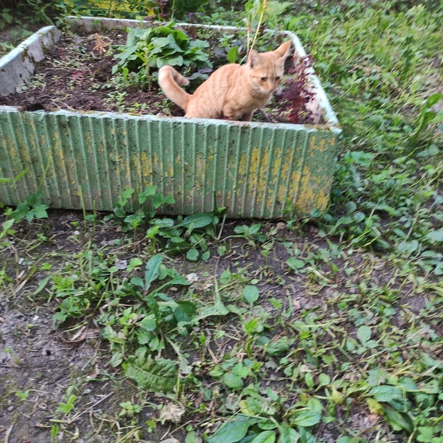 Замечен котёнок очень ласковый на улице Верхней 10, мож?...
