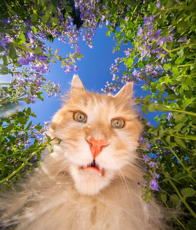 POV: ты мышь