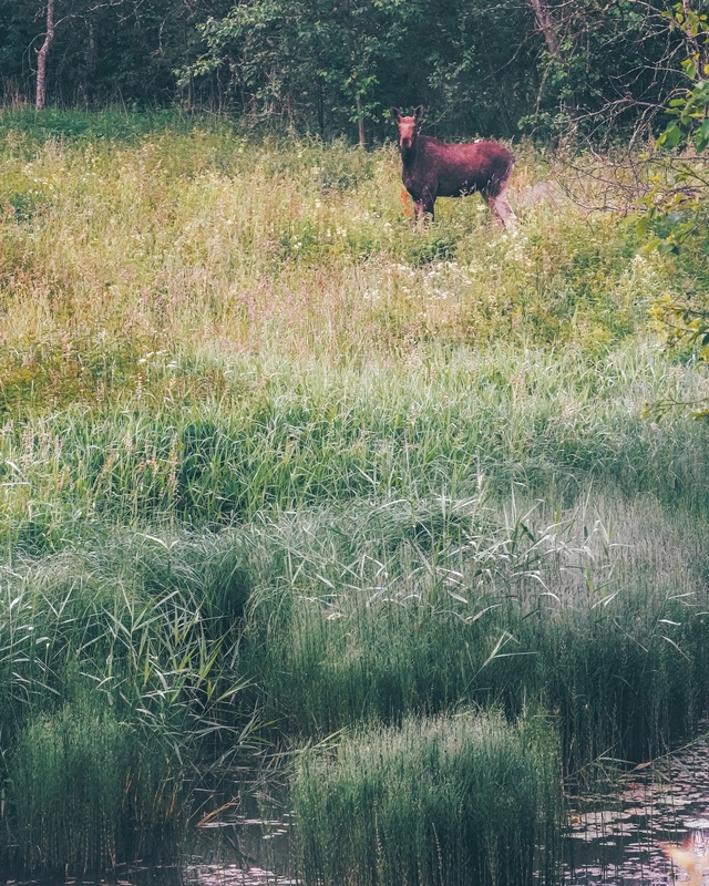 Утренний лосяш у реки Сутка 🦌
📷 Сергей Чекалов
