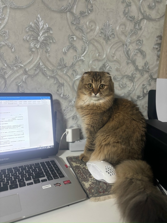 Убежала из
Дома кошка, район Щорса-Лазо. Если вдруг к ко...