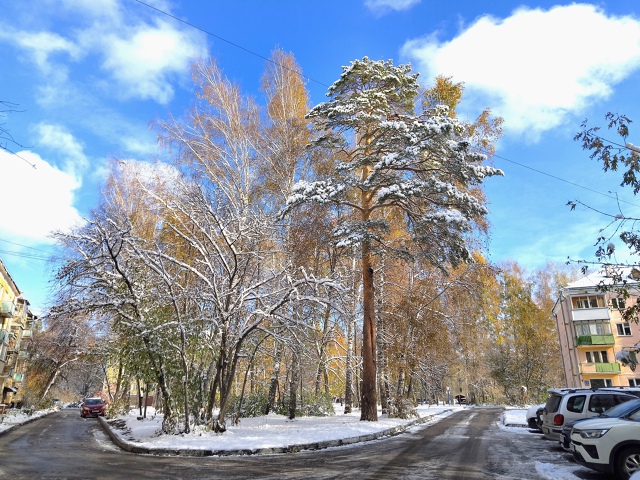 Акaдeмгopoдoк, кpacaвицa cocнa вo двope.