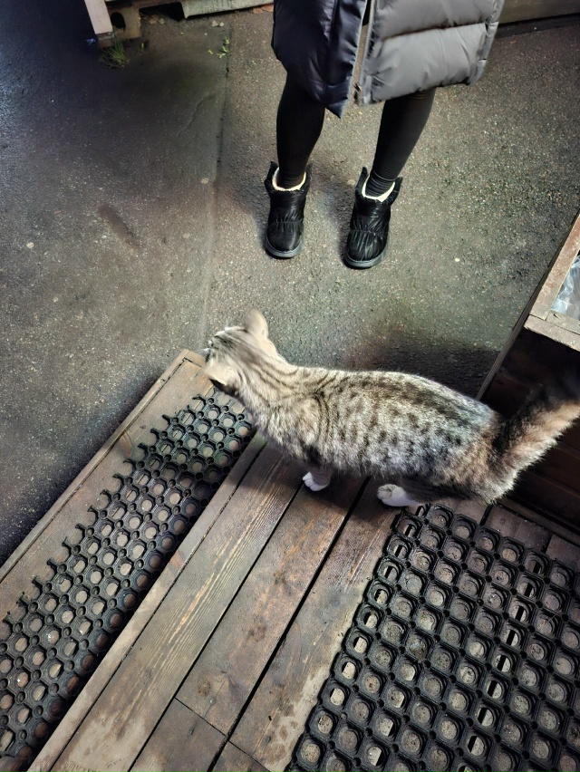 Потеряшка?))) Бегает и кричит на Петергофской 6/1🥺
#фото...