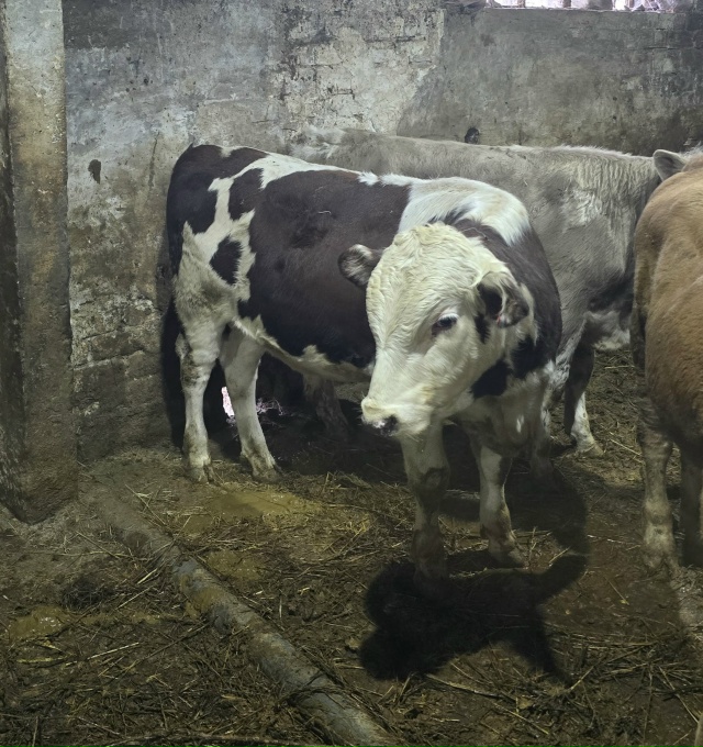 Закупаю Бычки от 4х месяцев до года по хорошей цене.
892 7...