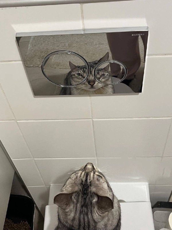 Умный кот в очках скачать обои