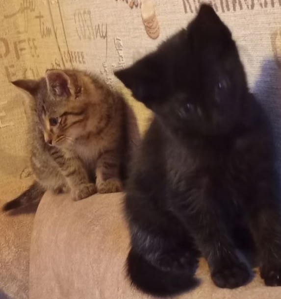 Обнаружили в гараже кошек.Их много.Взяли пока из больш?...