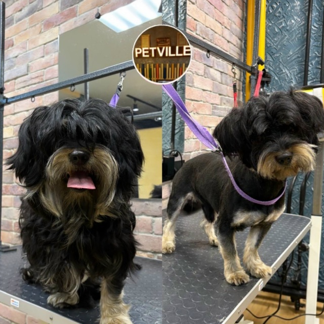 PETTVILE— это уютный и современный груминг-салон с бере?...