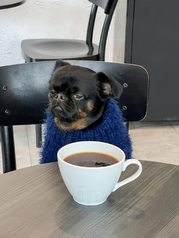 Пёс Чарли с хмурой мордочкой — новая звезда соцсетей
Это же все мы, когда узнали, что впереди рабоч