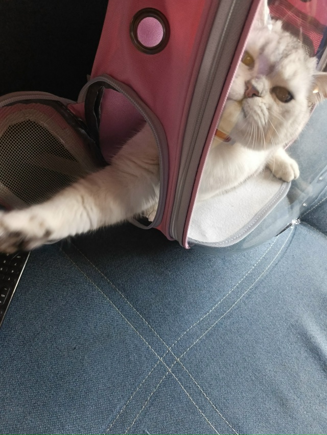 Джесси 7 месяцев.