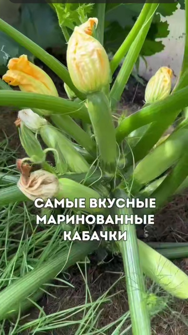 Вкуснейшие маринованные кабачки в банке - шикарная зак...