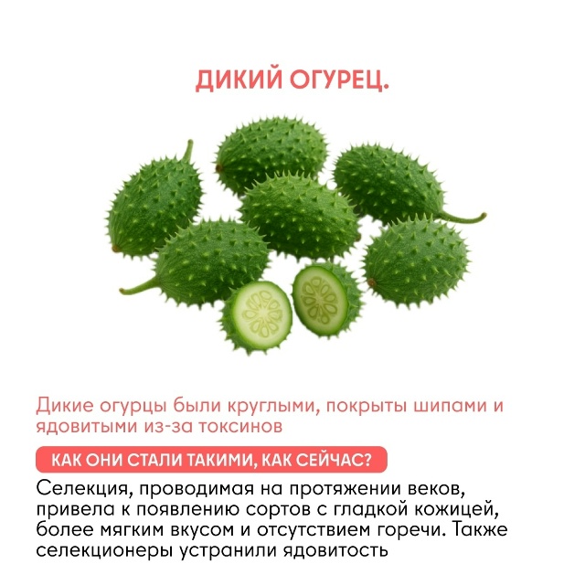 Как изменились овощи и фрукты за тысячи лет Задумывал...