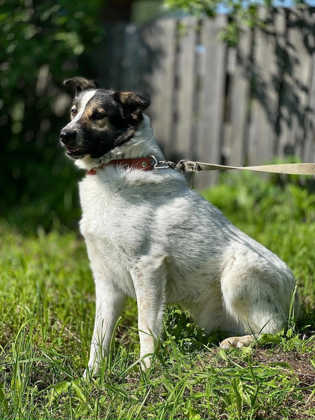 Чудово! Беляш и Дейзи, брат и сестра, были спасены от го?...