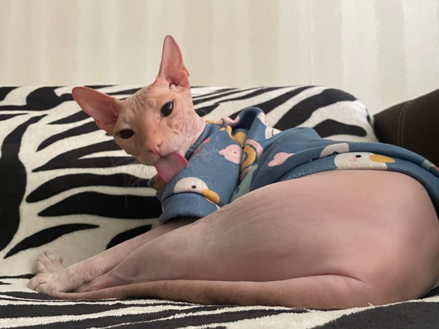 А это у нас Феникс, а так же Фенюша, Фенечка, Фенюшечка, ?...