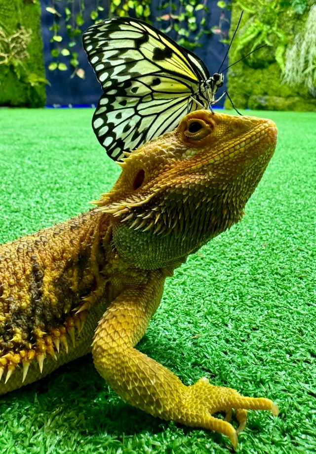 🦋 ЗАВТРА ОТКРЫТИЕ выставки «Чудеса Тропиков и Живые Б...