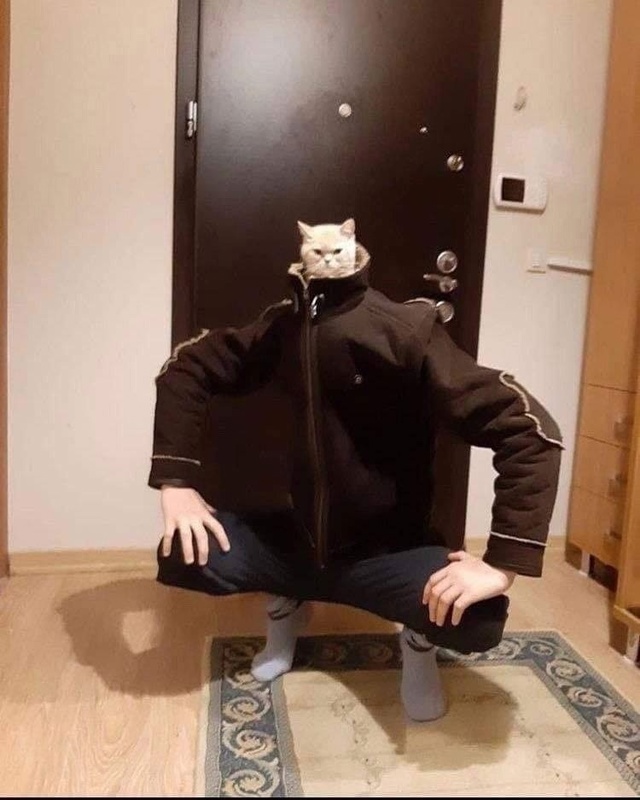 ЧелоКот 🐈