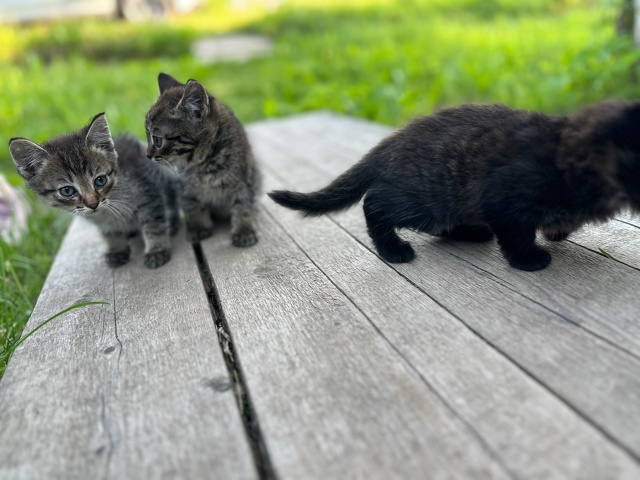 Котята очень ищут свой дом, чужая кошка принесла котят,...
