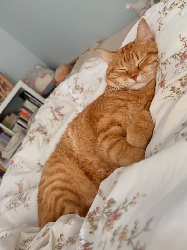 Нет нитиво лучше чем споть :3