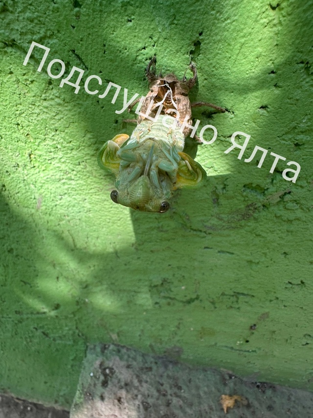 Это п###дец! 😳😱 Сказать что я офигела ничего не сказат?...