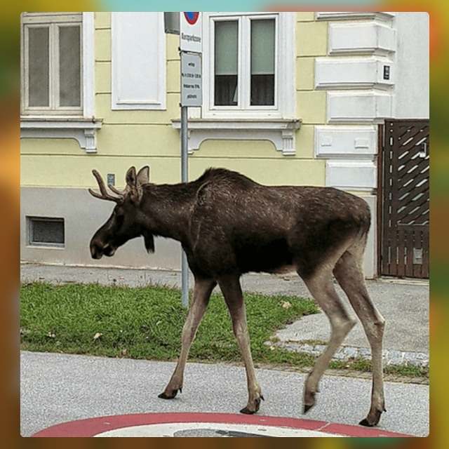Безумные приколы
Городские жители привыкли к белкам и ...