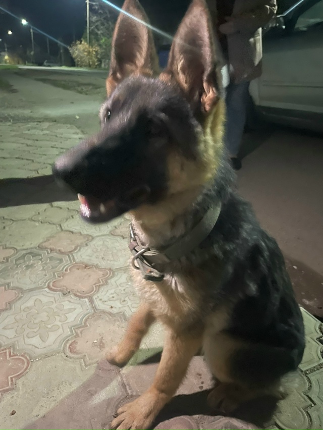 Всем добрый вечер. Увязалась за прохожей немецкая овча...