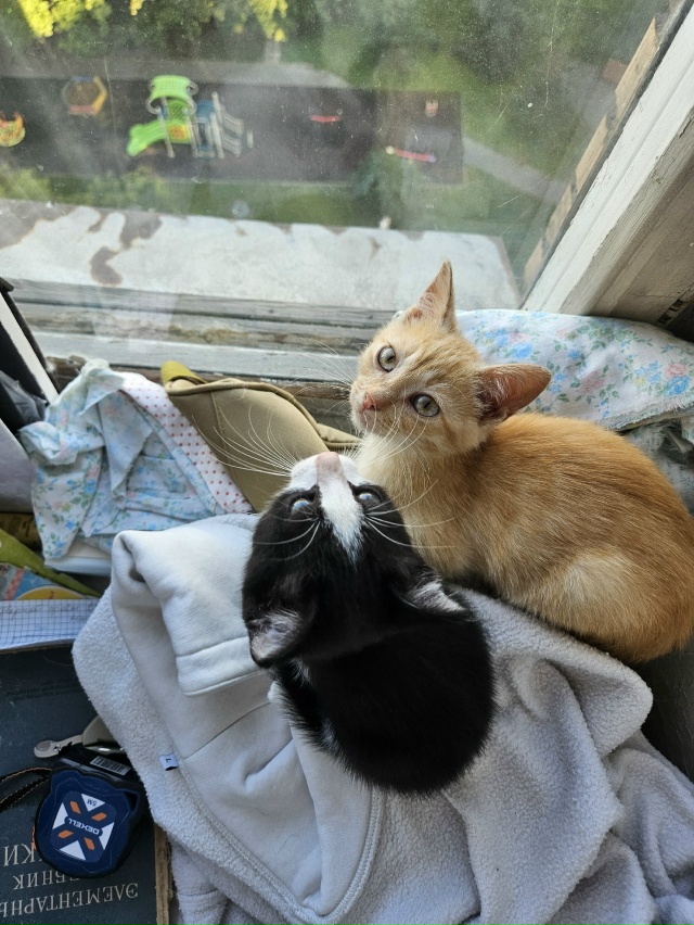 Ну штош, я считаю, что я ебанько, а мне сказали, что я с д?...