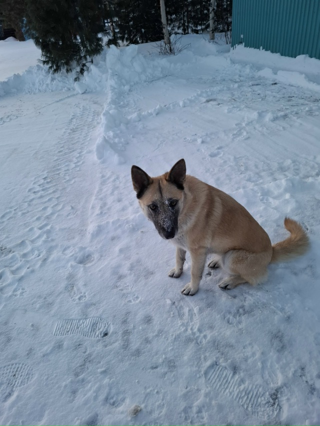 Добрый день! Может кто потерял собачку, бегает уже втор...