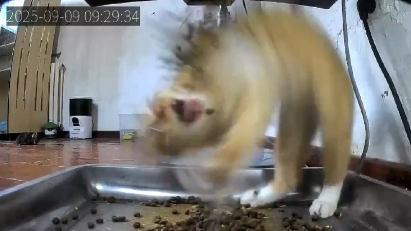 Котёнок спокойно ел свою еду, пока не произошло ужасное — вдруг появилось ещё больше еды
У нас така