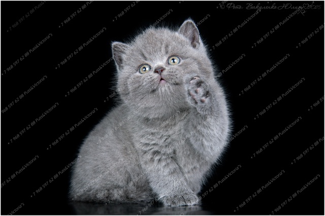 Как вам наши девочки? ?