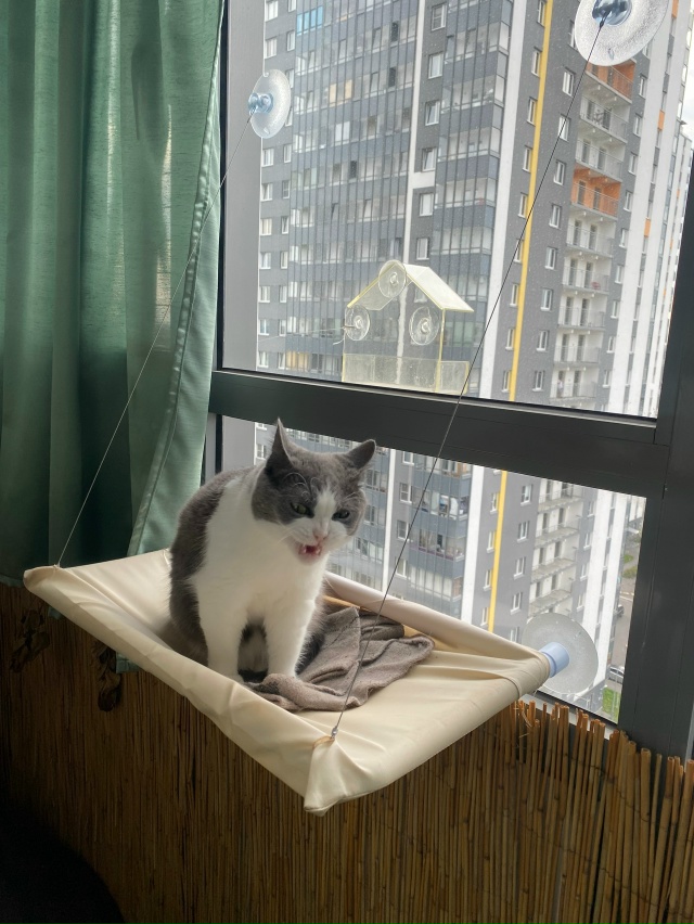 #мурёнакошечка и её смешные мордахи. Два года живет с н?...