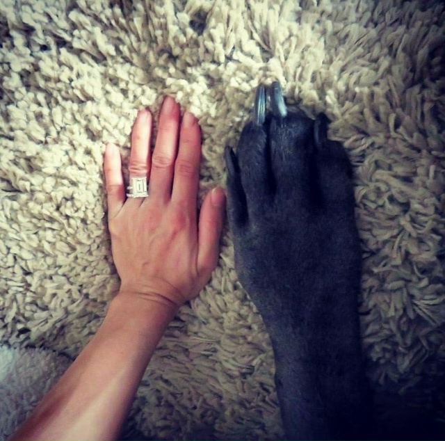 Немецкий дог по кличке Thunder (Гром) — очень большой маль?...