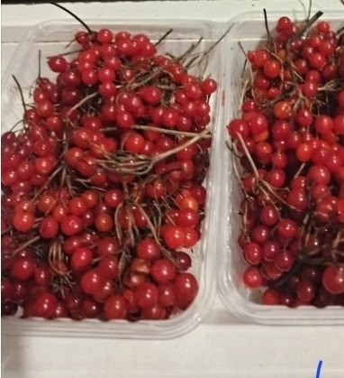 Куплю калину 89211308270