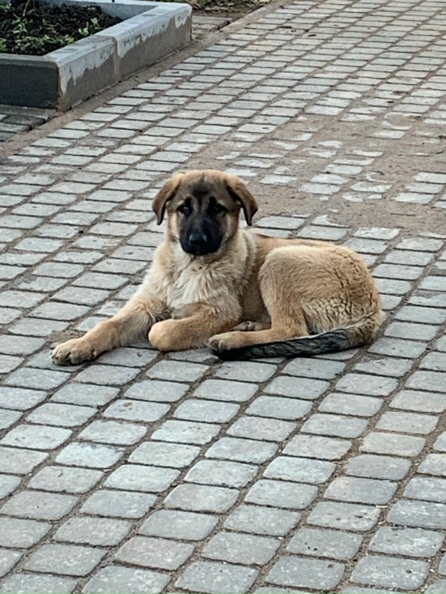 Щенок ищет хозяина. Пришел к участку, микрорайон Порог?...
