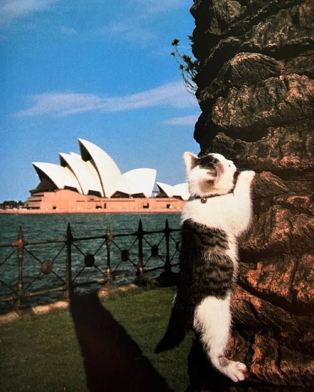 Милейшие фото из книги под названием «Котята на каникулах» — автор японский фотограф Синдзиро Сагара