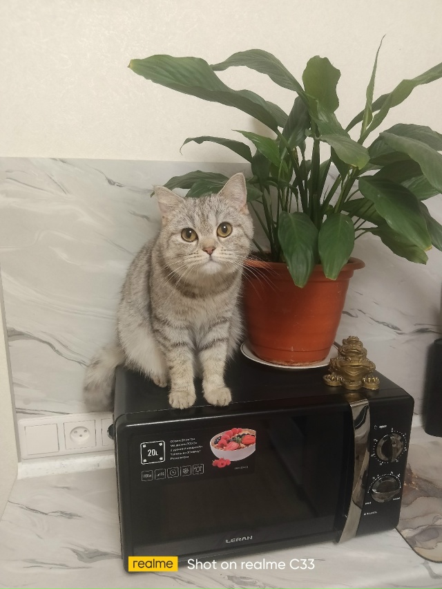 Помогите найти кошечку!!! Ранее пост выкладывал неизве?...