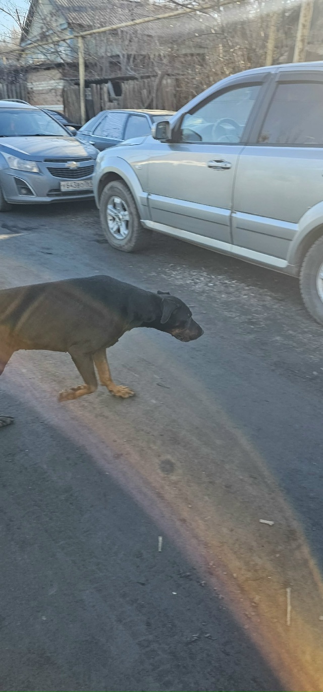 Чей потеряшка? Бегает по ул. Калинина