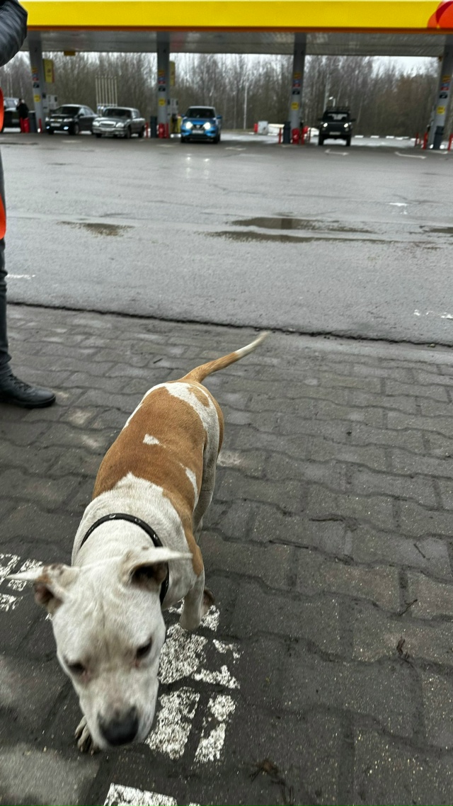 01.12.2025 в 13:00 на заправку Роснефть (при выезде из города в...