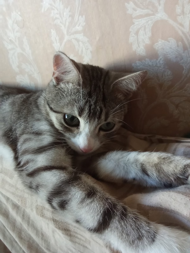 17.07.2025 днем пропал домашний котёнок! Зовут Кроха, больш?...