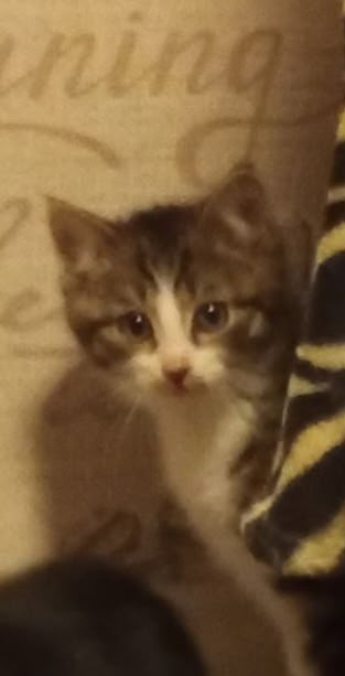 Обнаружили в гараже кошек.Их много.Взяли пока из больш?...