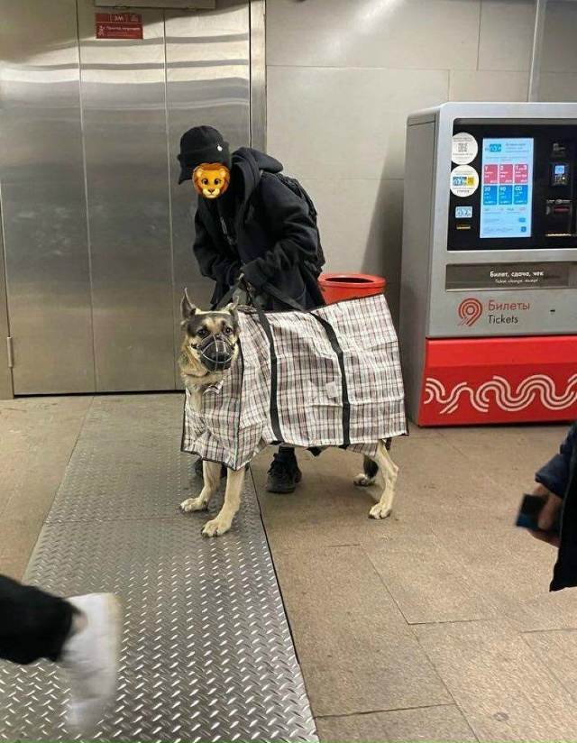 🦮Когда сказали, что нужна переноска для собаки