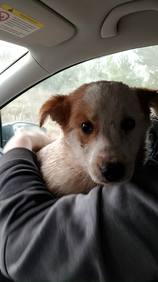 🆘🆘🆘🆘🆘🆘На помойку выкинули щенков.Выловили двух ...