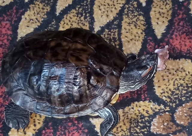 Убежала черепашка ,может быть кто нибудь видел, район у...