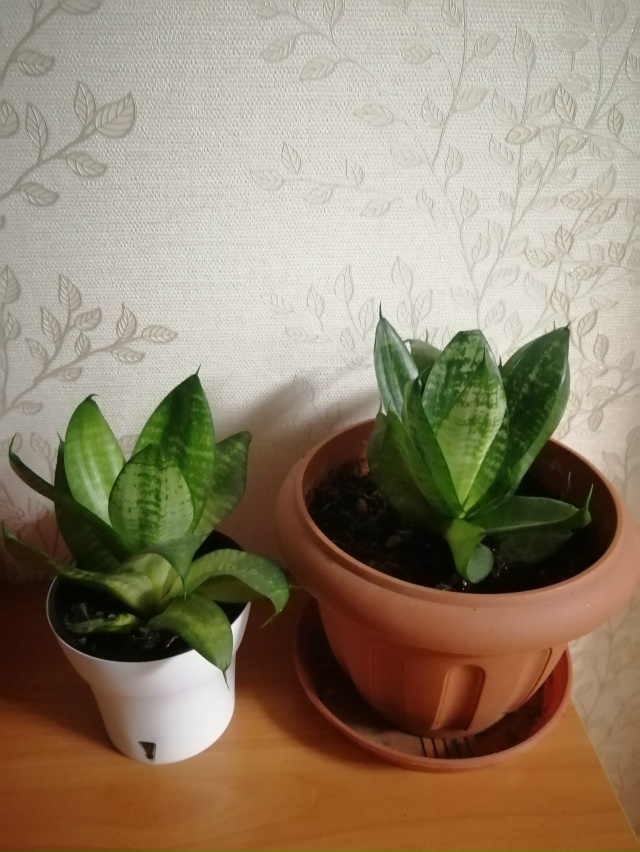 Отдаю отростки цветов в добрые руки) Неприхотливые, си?...