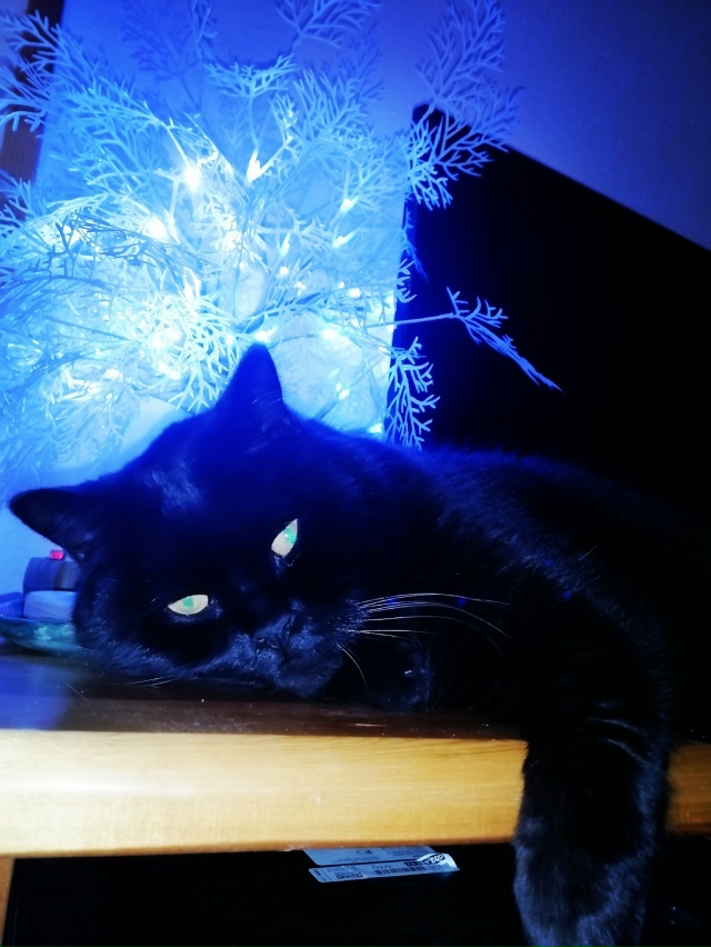 Мои котобоги)
Косыгин (дворянин 9 лет) и
Черномырдин (ин?...