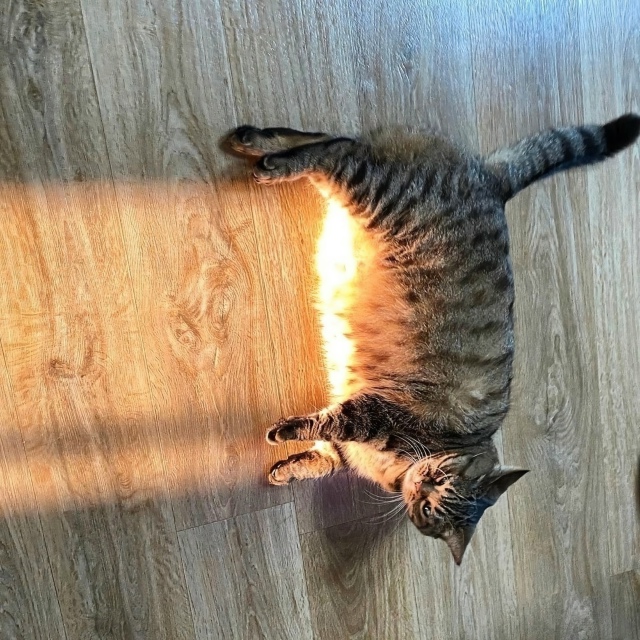 Внутри кoта — теплота,
И жизнь без кoта совсем не та