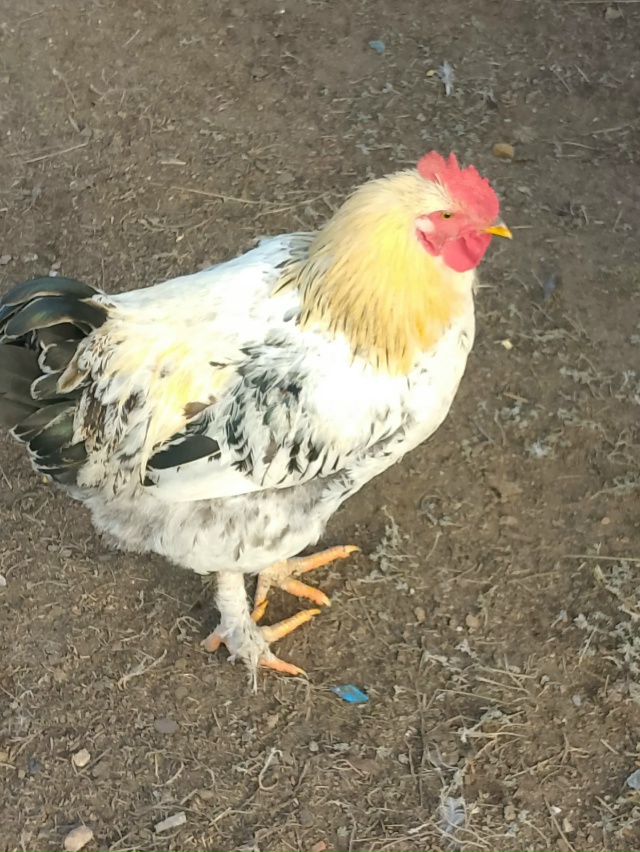 Продам молодых домашних петушков цена 350 р. Тел:89058858643 а...