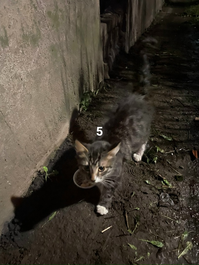 #ПотерялиНашлиПомогите
1 Найдена карта
2 Пёс с сорван...