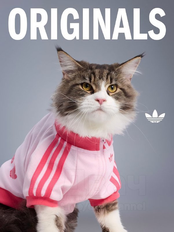 Adidas в Китае представил новую линейку одежды для питомцев — да, теперь есть осенне-зимние вещи для