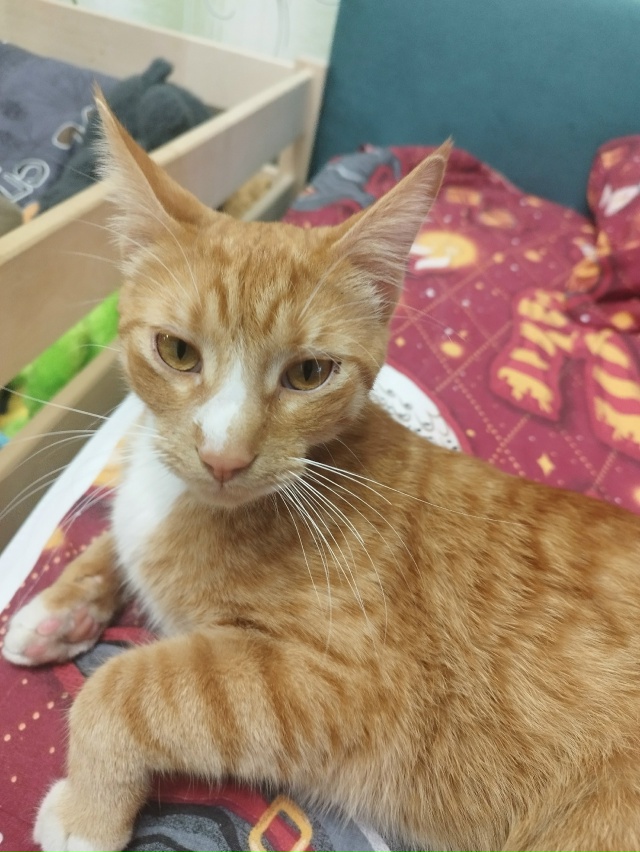 Нашелся кот,домашний и ухоженный.
Если кто узнал своег...