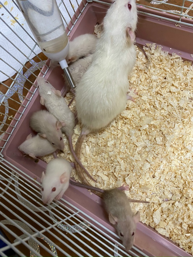 Отдам крысок, малышам около месяца, взрослым около пол?...