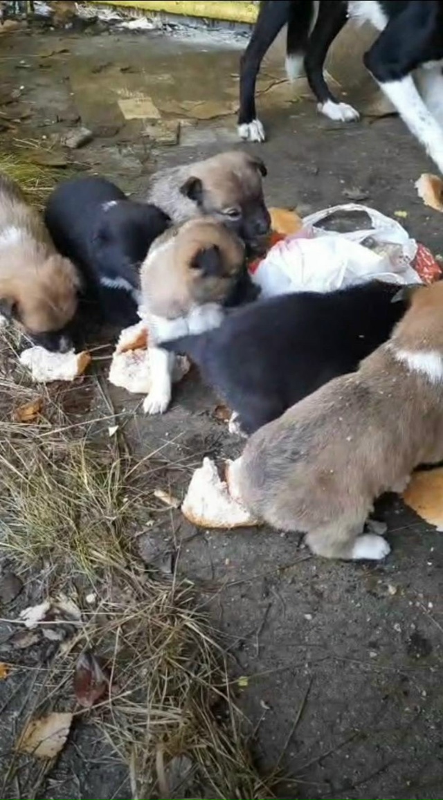 Пост-крик души: когда приют — не помойка для живых игру...